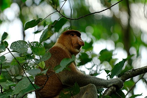 Proboscis Monkey (3679456446)