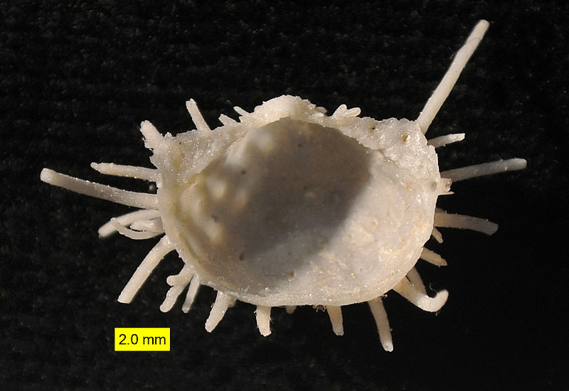 File:Productid interior ventral Permian Texas.JPG