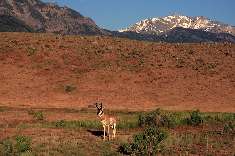 File:Pronghorn in Yellowstone National Park 1.jpg