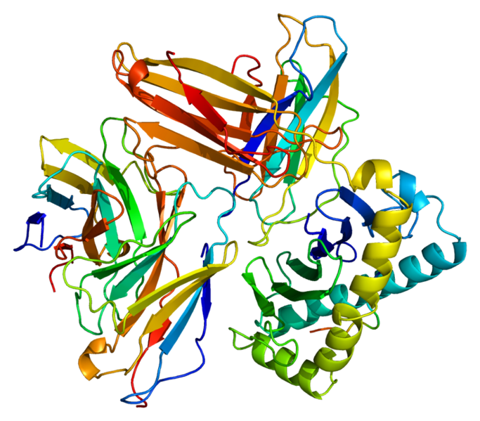 File:Protein CD8A PDB 1akj.png