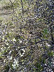 Prunus spinosa, cvet