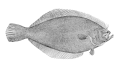 حلوای ماسه‌ای ارام، Psettichthys melanostictus