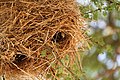 Nest entrances