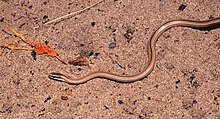 Psomophis joberti in Lencois Maranhenses National Park - ZooKeys-246-051-g007-E.jpeg