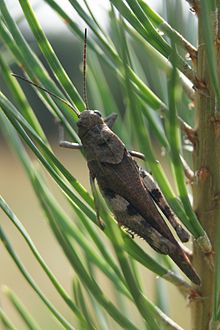 Locusta migratoria - Wikipedia