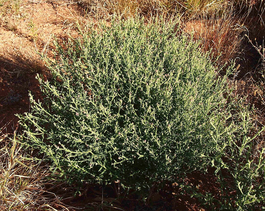 Pterocaulon