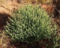 Pterocaulon sphacelatum habit