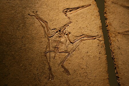 ไฟล์:Pterodactylus_kochi_in_Wien.JPG