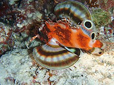 Pterois ocele dendotrichus biocellatus.jpg