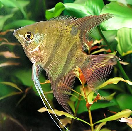 Pterophyllum leopoldi