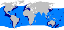 world map with light blue coloring throughout all three oceans extending into the temperate regions, and patches of dark blue along both sides of the Atlantic, along the Pacific coast of the Americas, in the Pacific from Japan to Australia, and around Australia and off the eastern coast of Africa