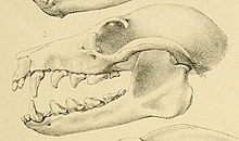 Pteropus vetulus.jpg