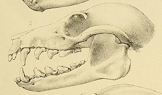 <span class="mw-page-title-main">New Caledonia flying fox</span> Species of bat