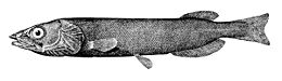 Japoninė gisa (Pterothrissus gissu)