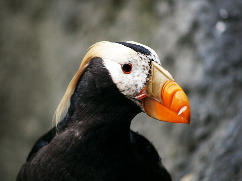 File:Puffin Mrkoww.jpg