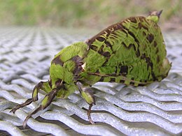 Aenetus virescens - Új-Zéland legnagyobb őshonos molyféléje