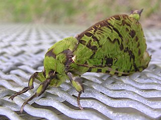 Puriri moth species of moth