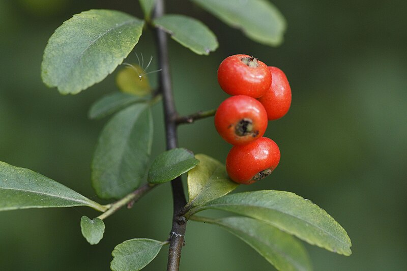 File:Pyracantha fortuneana 4912.JPG