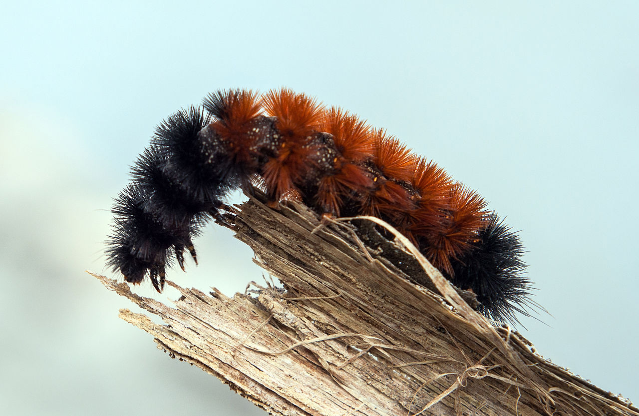 Pyrrharctia isabella - Caterpillar - Devonian Fossil Gorge - Iowa City - 2014-10-15 - image 1.jpg