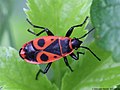 Pyrrhocoris apterus (Linnaeus, 1758)