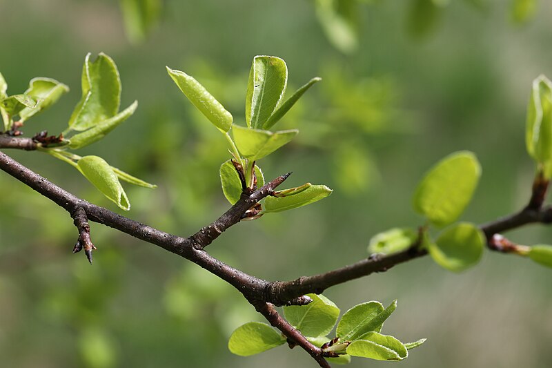 File:Pyrus pyraster TK 2023-05-01 9.jpg