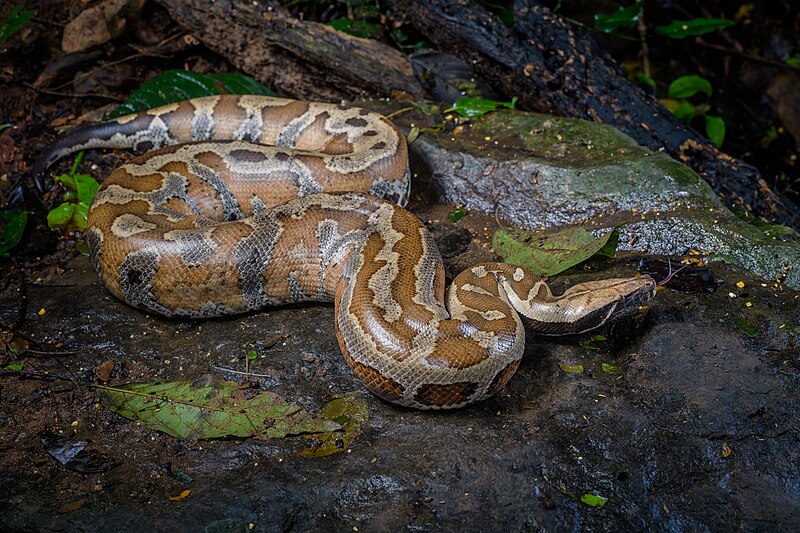 File:Python brongersmai, Brongersma's short-tailed python.jpg