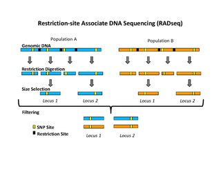 <span class="mw-page-title-main">Restriction site associated DNA markers</span> Type of genetic marker