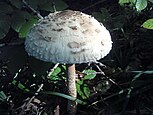 Macrolepiota procera