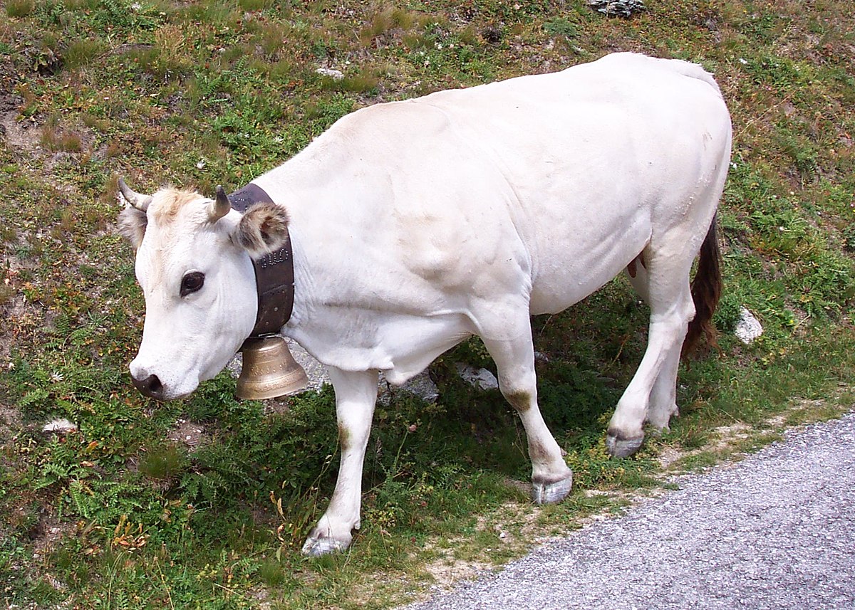 Piedmontese cattle - Wikipedia