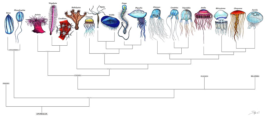 Eumetazoa