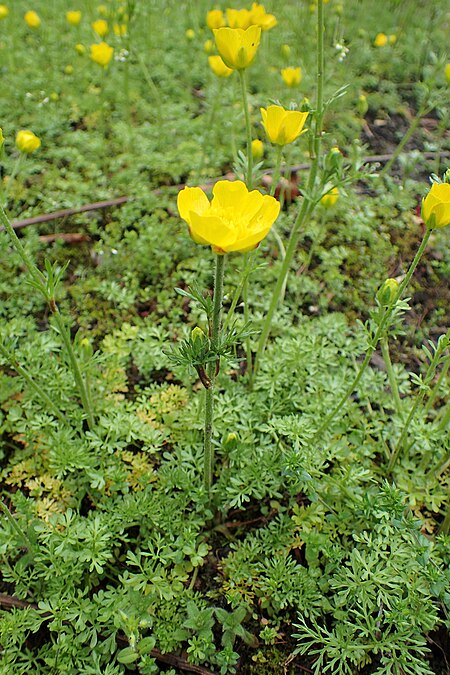 Ranunculus millefoliatus kz05.jpg