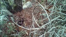 File:Rattlesnake encounter in the Pinal Mountains, AZ.webm