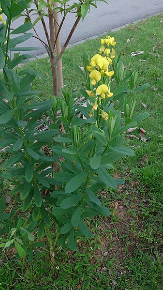 File:Rattleweed (Crotalaria retusa) 1.jpg