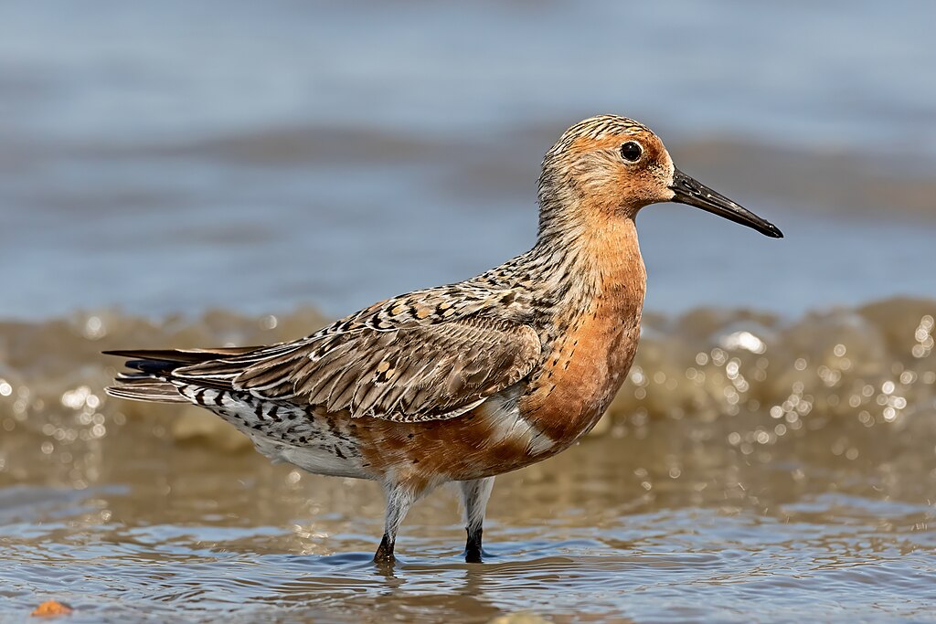 Red-Knot-for-Wiki.jpg