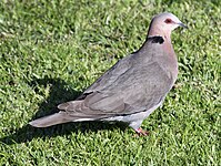 Dove, Red-eyed Streptopelia semitorquata