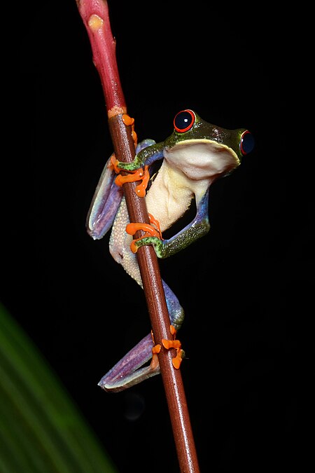 Fail:Red-eyed Tree Frog (Agalychnis callidryas) 6.jpg