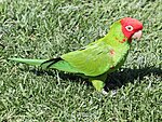 Red-masked Conure RWD.jpg