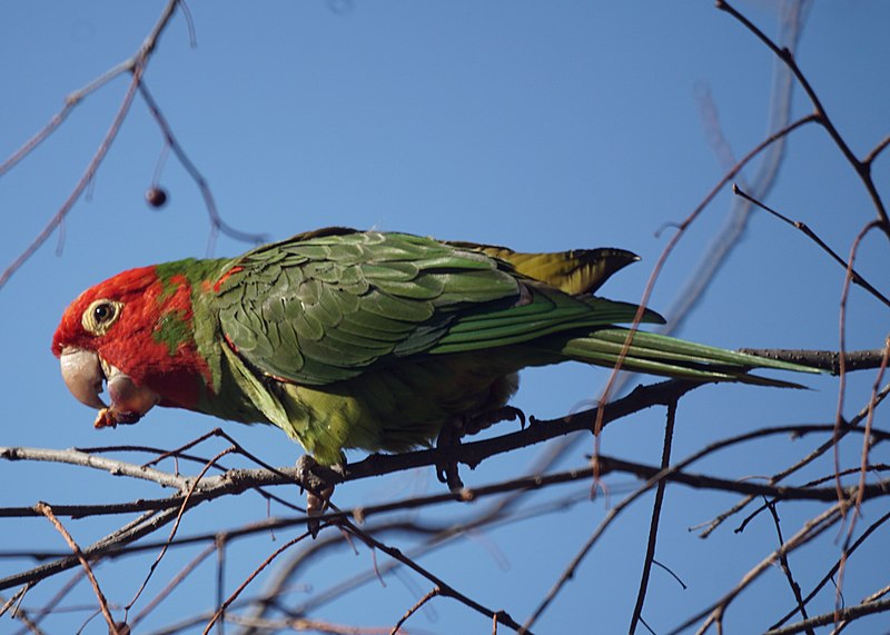 File:Red-masked Parakeet (16189261475).jpg