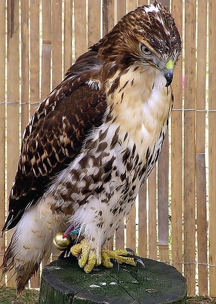 File:Red-tailed hawk arp.jpg