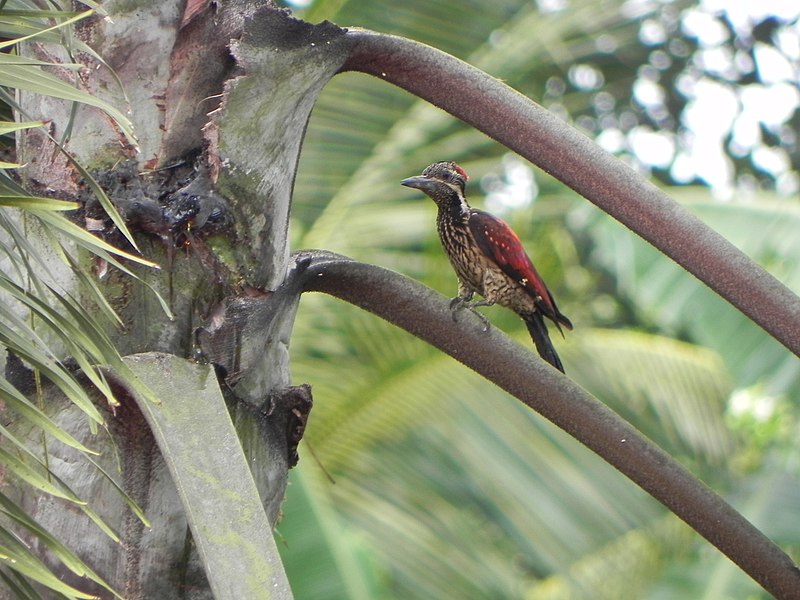 File:Red Backed Woodpecker (Dinopium Psarodes).jpg