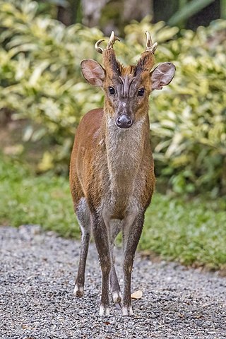 <span class="mw-page-title-main">Malabar red muntjak</span> Species of deer