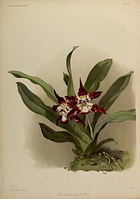 plate 66 Zygopetalum burtii Huntleya burtii