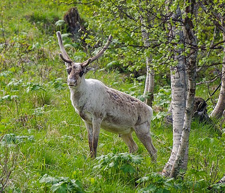 Tập_tin:Reindeer_in_Ljungdalen_2012_01.jpg