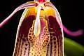 Restrepia antennifera Labellum