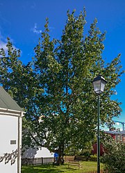 Iceland's tree of the year 2016