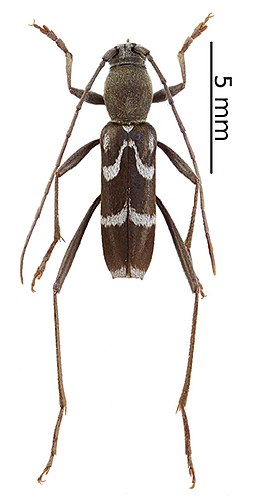 Rhaphuma gracilipes (male) (10.3897-zookeys.805.29660) Figure 4 (cropped)