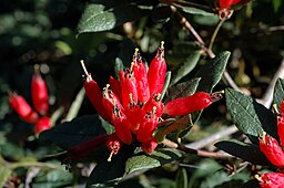 Rhododendron spinuliferum -1