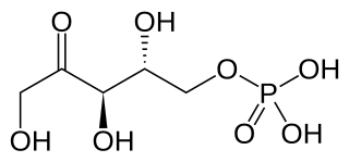 <span class="mw-page-title-main">Ribulose 5-phosphate</span> Chemical compound