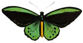 Ornithoptera richmondia