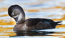 Ring-necked Duck1.jpg